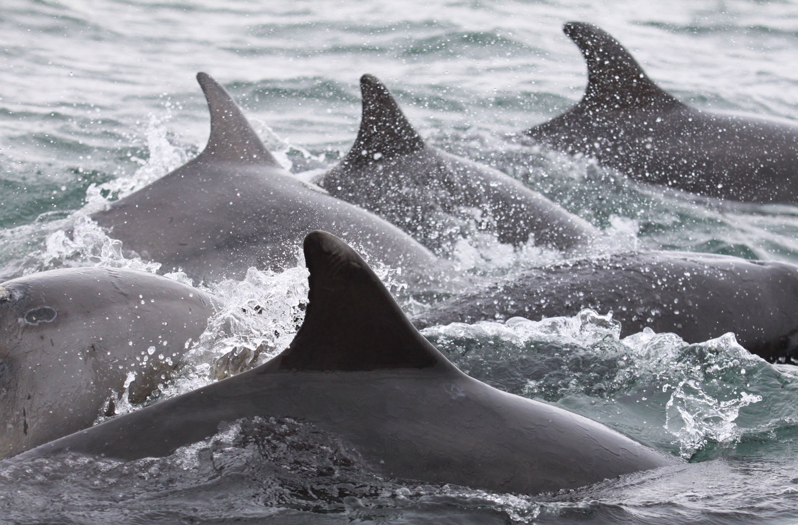 Dolphins swimming in the ocean