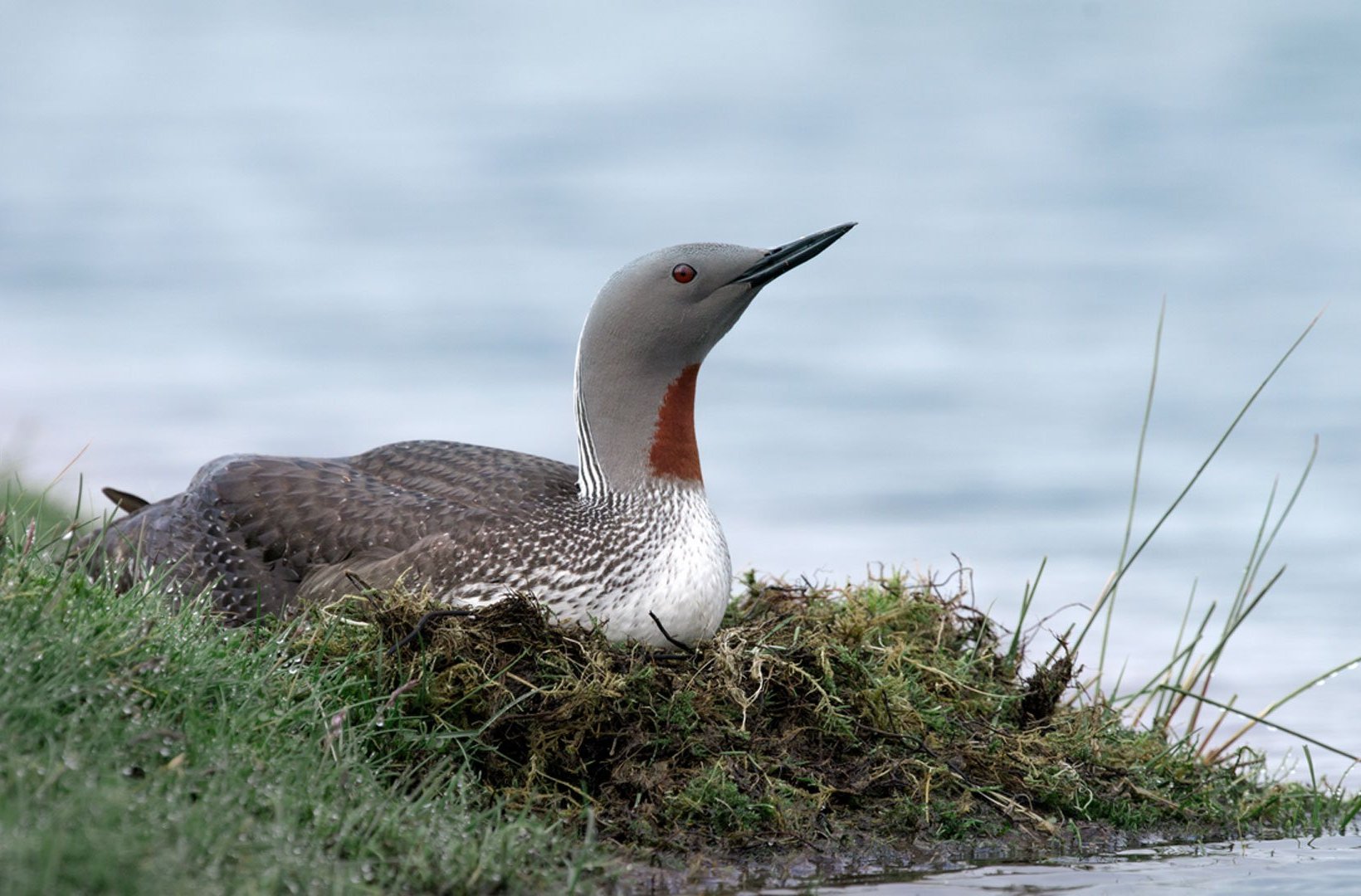 Red throated diver