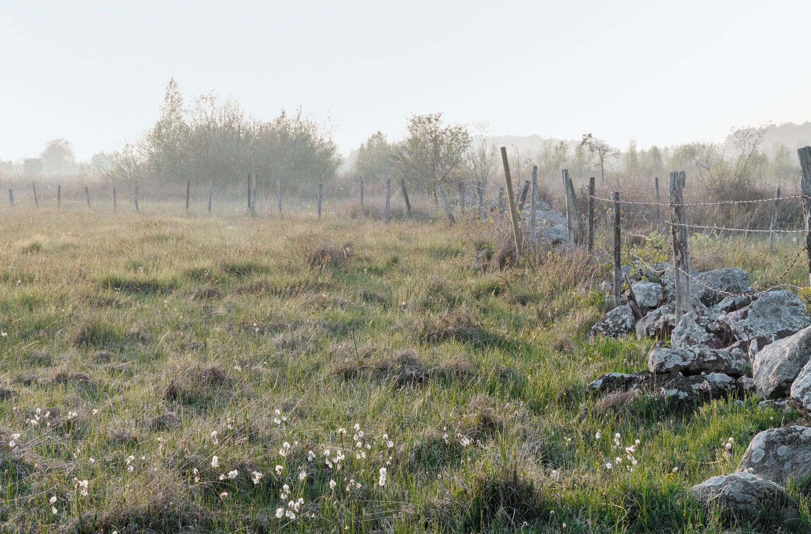 Misty morning in an old meadow field