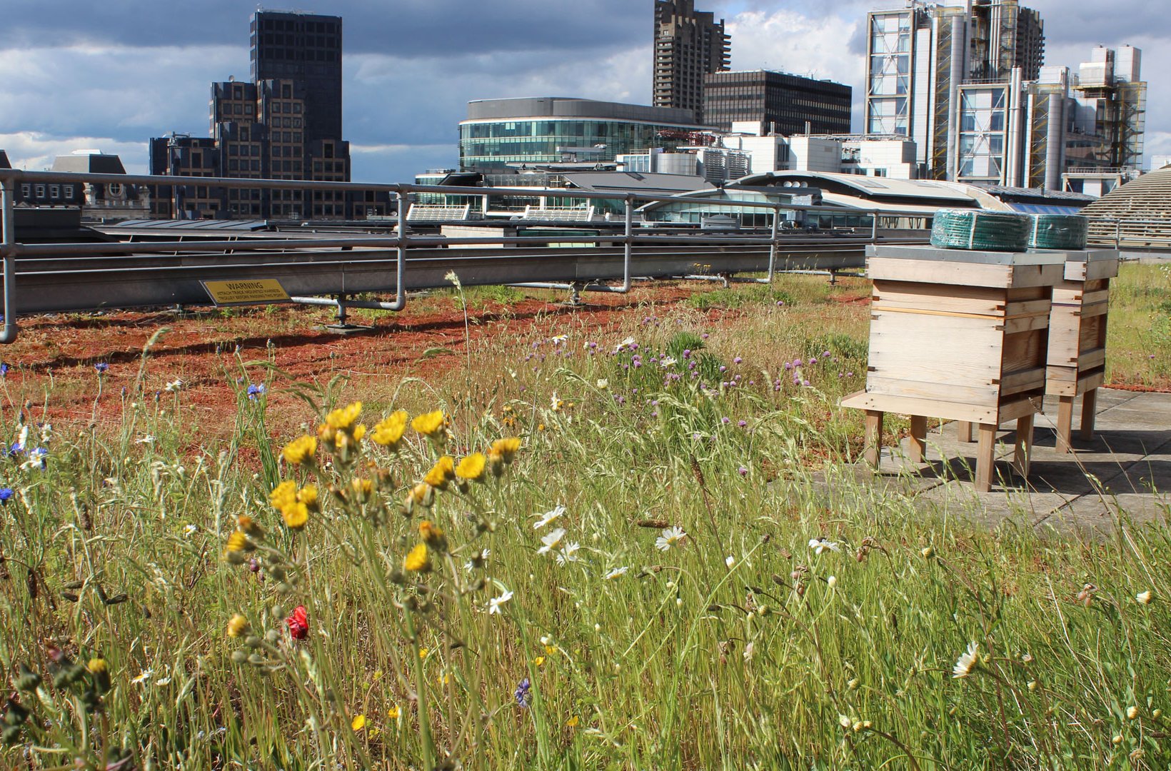 Flowering plants on a city rooftop