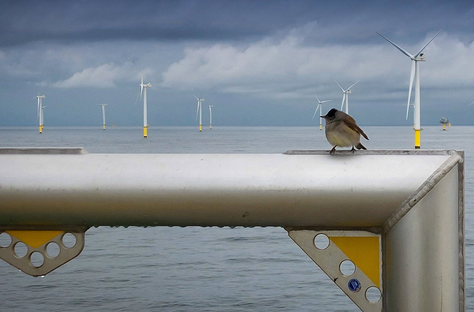 A bird on a metal construction in front of an offshore wind farm A bird on a metal construction in front of an offshore wind farm