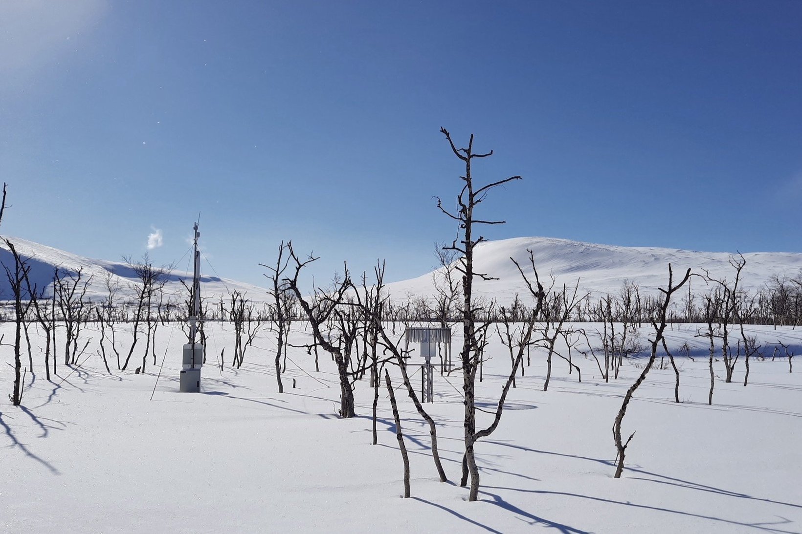 Snow-covered landscape with sparse, leafless trees and snow measurement equipment under a clear blue sky.