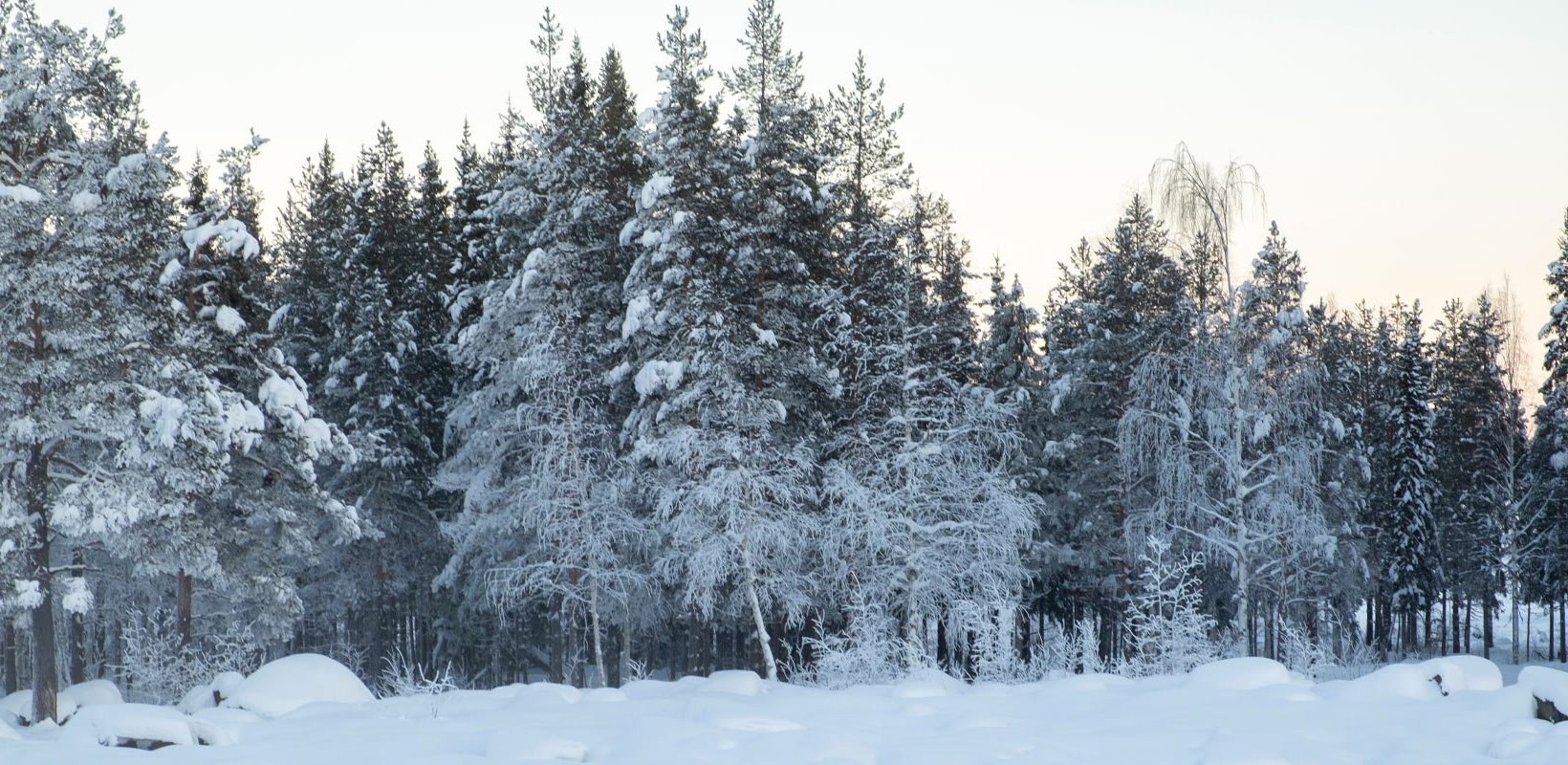 Snow-covered forest next to a river.