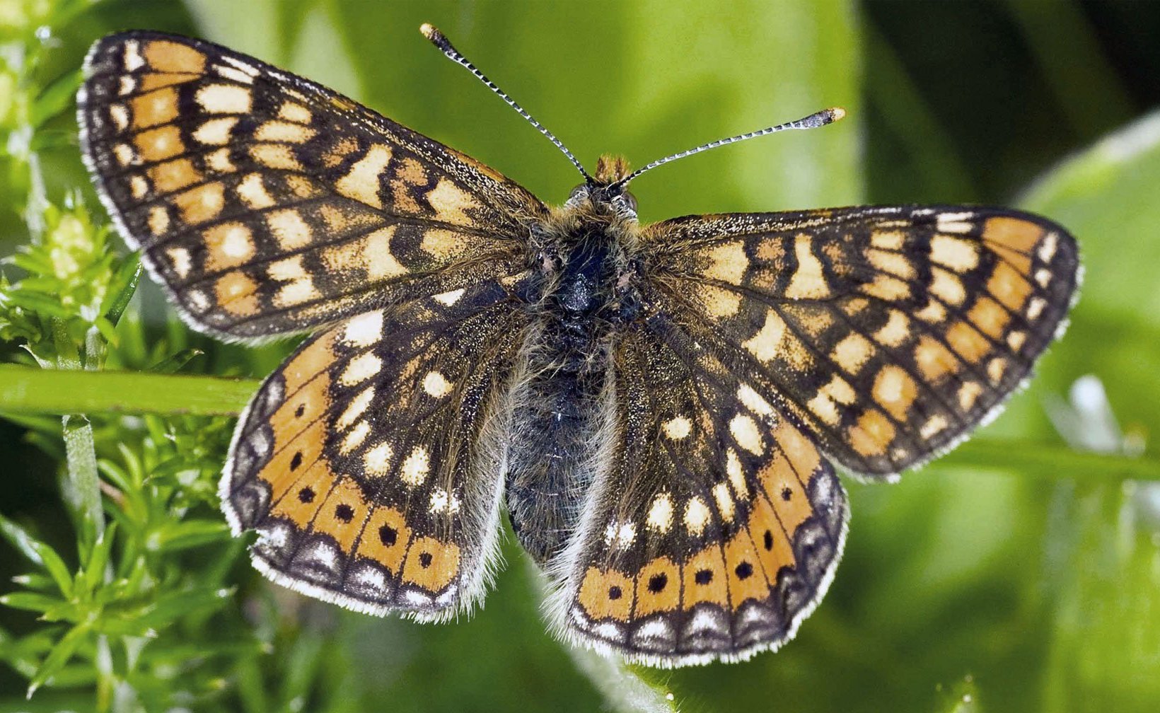 A marsh fritillary butterfly