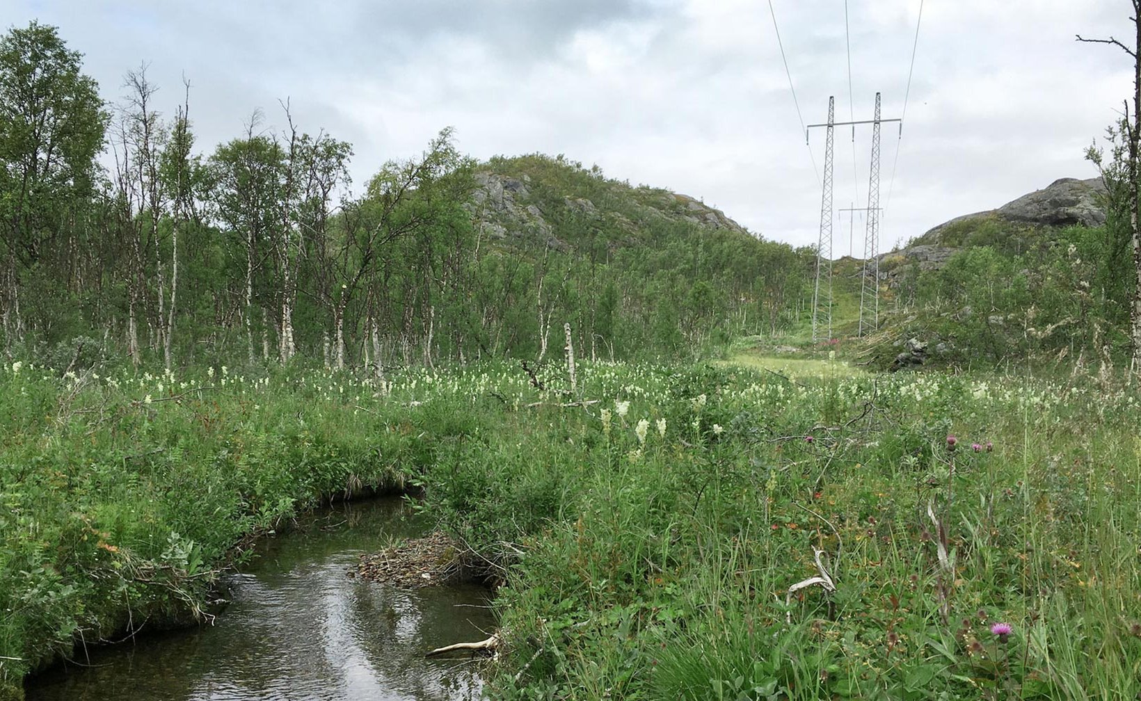 Plants and a stream in a power line corridor