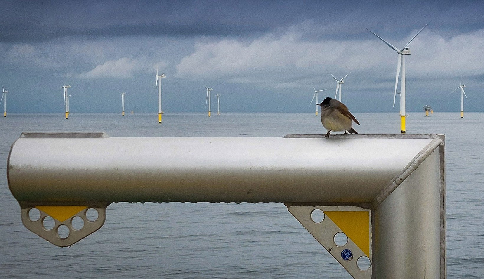Bird in an offshore wind farm
