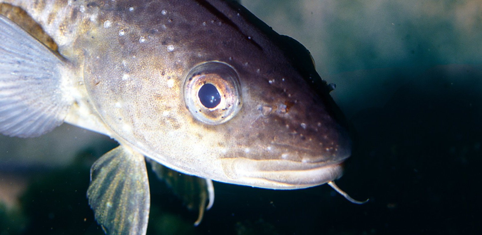 A cod A cod