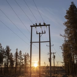 Utility poles in the evening light