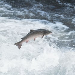 Jumping salmon