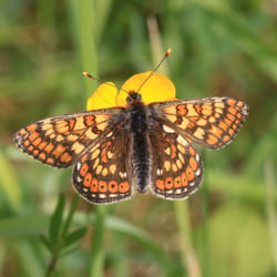 Marsh fritillary butterfly