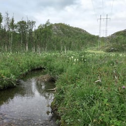 Plants and a stream in a power line corridor. Photo: Pernilla Lagerquist