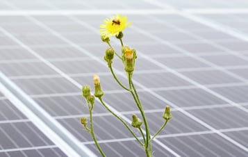 A bee on a yellow flower in front of solar panels