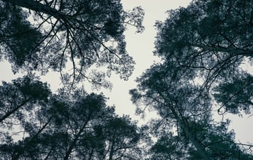 View from below into treetops