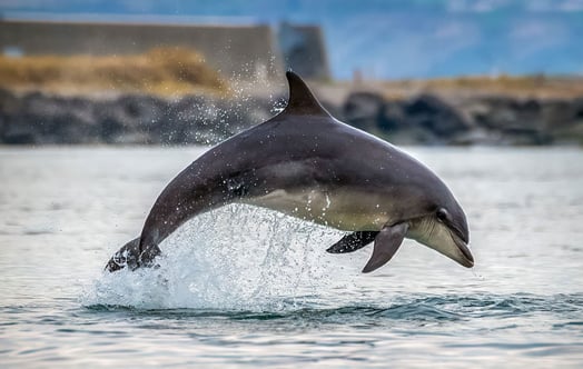 Dolphin jumping