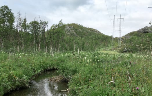 Power lines in nature