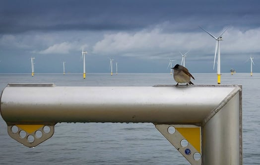 A bird on a metal construction in front of an offshore wind farm