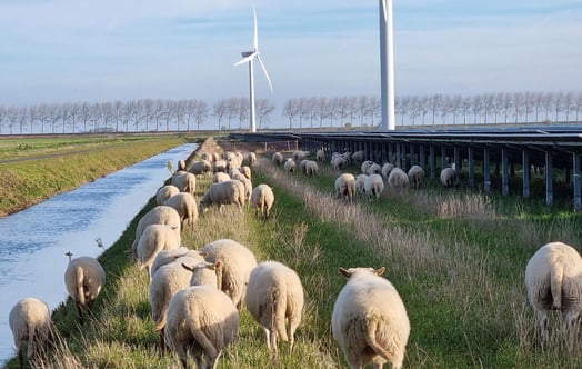 Sheep grazing near solar panels and wind turbines