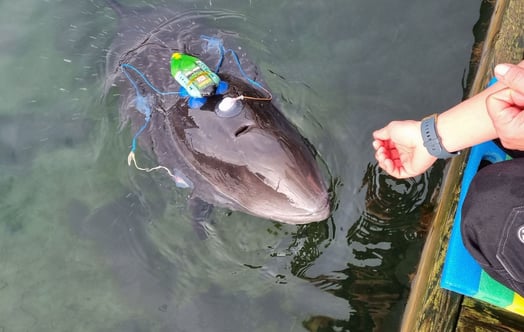 Harbour porpoise wearing a tracking device, surfacing next to a jetty while a hand reaches towards it.