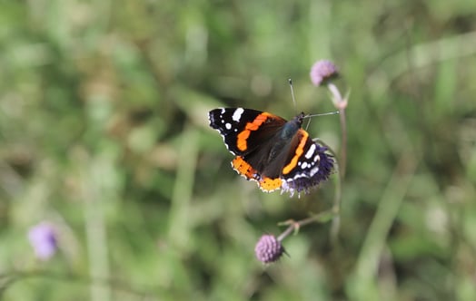 Red admiral butterfly