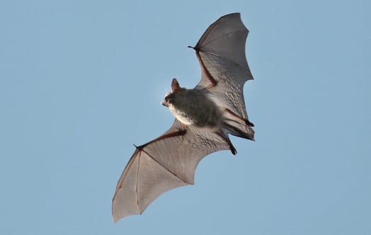 A bat in flight