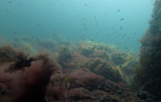 Shoal of fish and underwater plants
