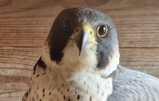 Peregrine falcon. Photo: Frank Buchcik