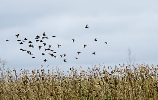 A flock of birds above a field