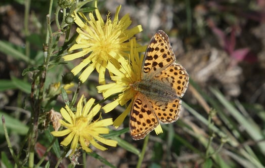 A butterfly among yellow flowers