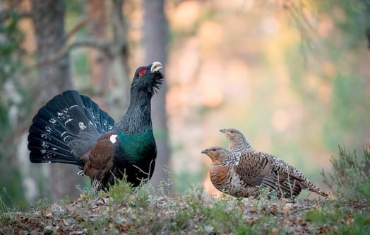 Three capercaillies