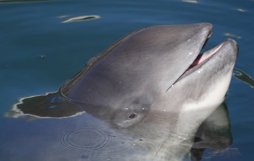Close-up of a dolphin breaking the water surface with its mouth open in calm blue water. Foto: Heloise Hamel. Close-up of a dolphin breaking the water surface with its mouth open in calm blue water. Foto: Heloise Hamel.
