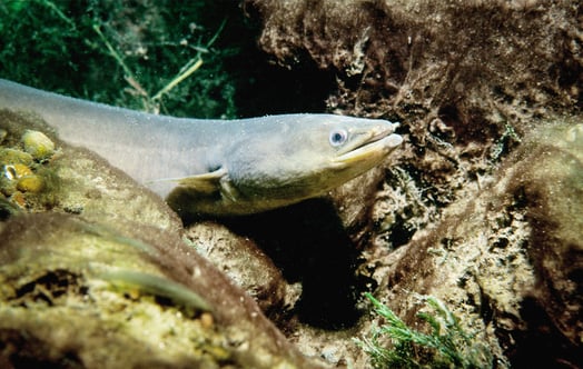 Eel