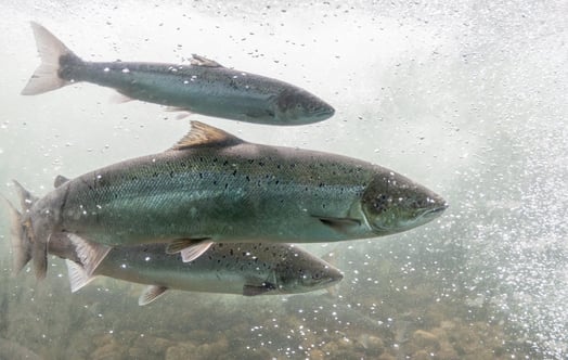 Three fish
