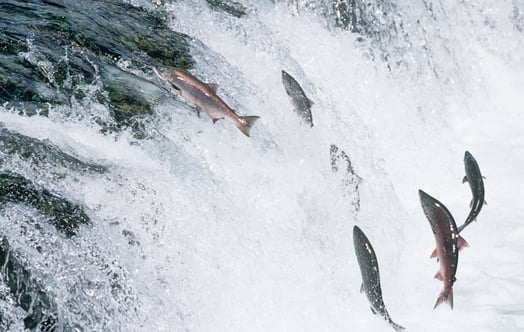 Leaping fish