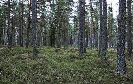 Pine forest