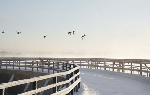 Birds in flight near Forsmark on a winter's day
