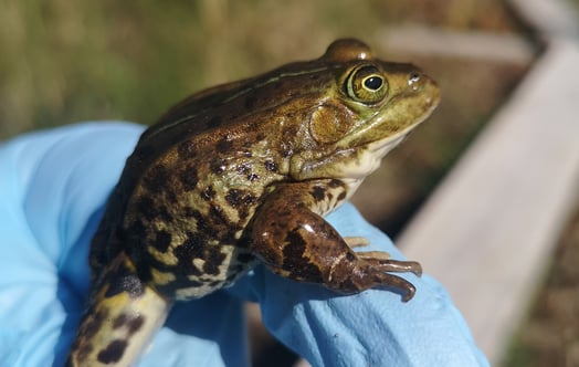 A frog. Photo: Maria Johansson, SKB
