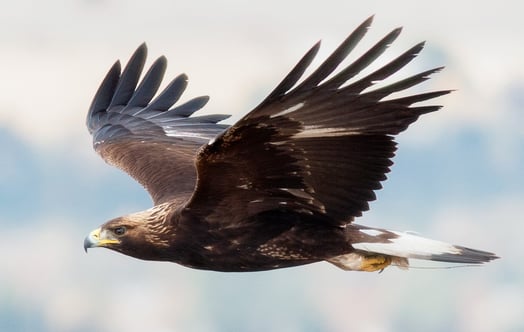 Golden eagle