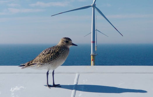 A golden plover on a turbine in Sandbank offshore wind farm
