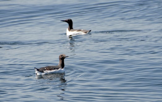 Guillemots