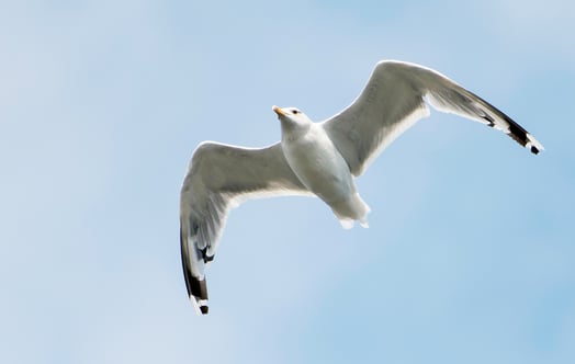 Herring gull