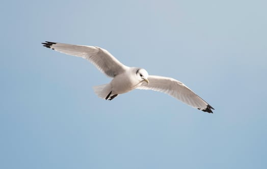 Kittiwake