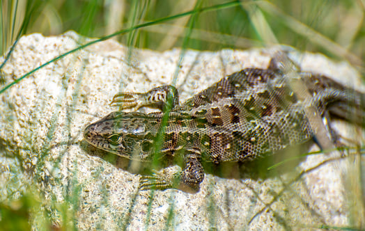Close-up of a sand lizard lying on a light-colored stone surrounded by grass. Photo: Karsten Wulff.