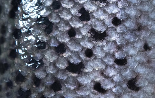 Sea trout