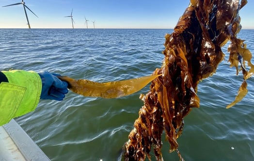 Seaweed