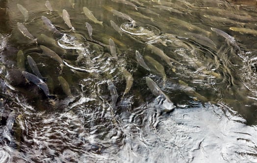 Fish in the fish ladder in Stornorrfors hydro power plant