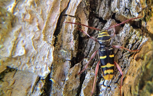 Close-up of a wasp sitting on the bark of a tree. Photo: Richard Vestin.