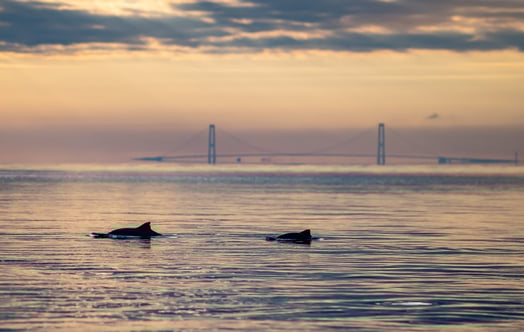 Wild porpoises. Photo: Heloise Hamel