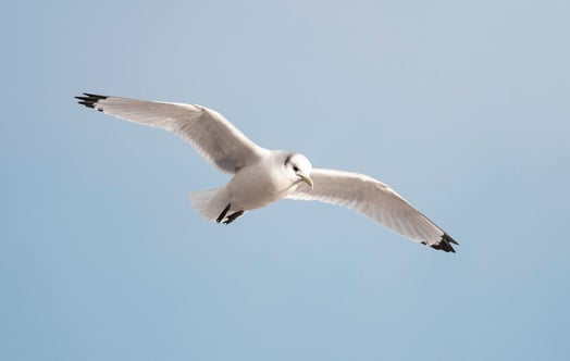 A black-legged kittiwake in flight