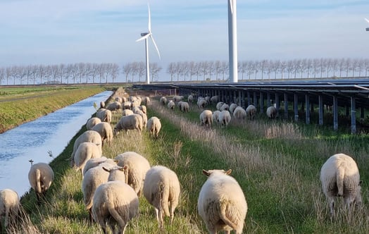 Sheep grazing at a solar farm