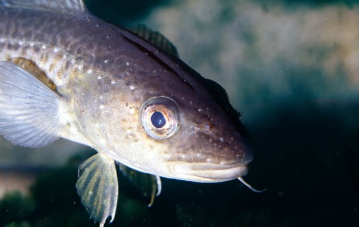 A cod